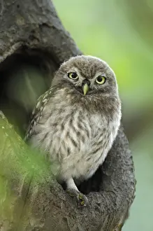 Athene: Little Owl (Athene Noctua) sitting in tree cavi