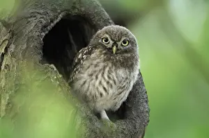 Athene: Little Owl (Athene Noctua) sitting in tree cavi