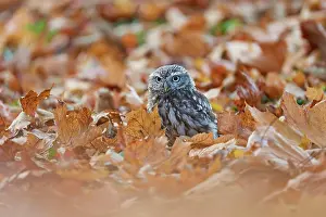 Soil: Little Owl (Athene noctua), sitting vigilantly o