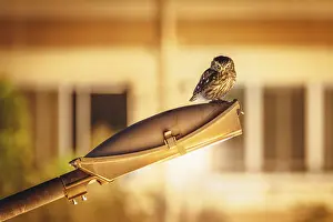 Cove: A little owl (Athene noctua) on a street lamp