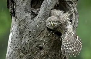 Cavity: Little Owl (Athene Noctua) in tree cavity with