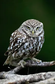 Alba: Little owl (Athene noctua), (Tyto alba), adult