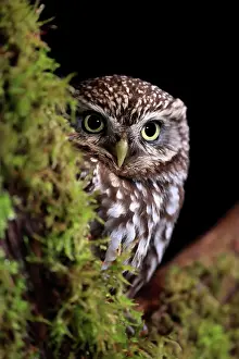 Alba: Little owl (Athene noctua), (Tyto alba), adult