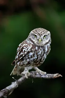 Alba: Little owl (Athene noctua), (Tyto alba), adult