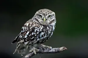 Alba: Little owl (Athene noctua), (Tyto alba), adult