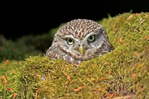 Alba: Little owl (Athene noctua), (Tyto alba), adult