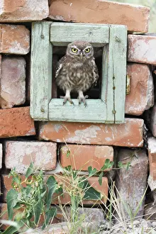 Danube: Little owl (Athene noctua), young bird curiously