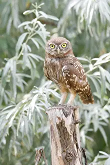 Danube: Little owl (Athene noctua), young bird standing