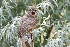 Danube: Little owl (Athene noctua), young bird standing