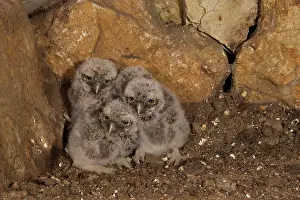 Strong: Little owl (Athene noctua) young birds in breeding