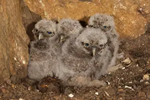 Athene: Little Owl (Athene noctua) young birds in breeding