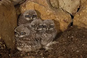 Athene: Little Owl (Athene noctua) young birds in breeding