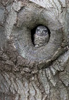 Fagaceae: Little owl (Athene noctua) young at the entrance