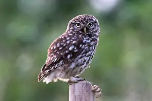 Concentration: Little Owl (Athene noctuo) on his sitting warden