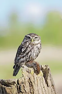 Brian Bevan: Little Owl - with bank vole prey