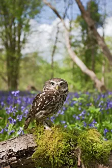 Brian Bevan: Little Owl - in bluebell wood