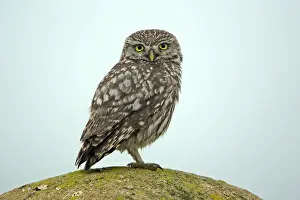 Athena: Little Owl - on boulder