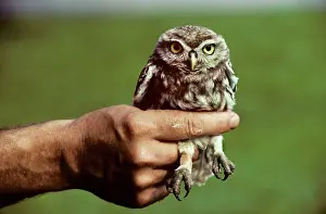 Casulty: Little Owl - with casted / banadaged leg in human hand