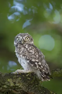 280917: Little Owl - chick - Germany