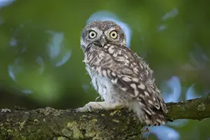 280917: Little Owl - chick - Germany