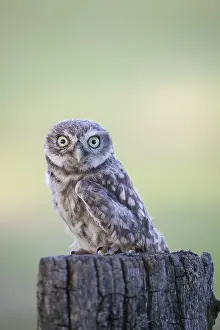 280917: Little Owl - chick standing on a post - Germany