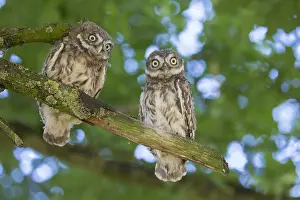 280917: Little Owl - chicks - Germany