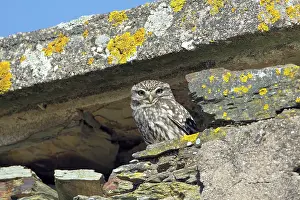 Derelict: Little Owl - in derelict farm building