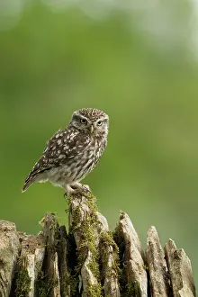 Guy Rogers: Little Owl - on dry stone wall - May