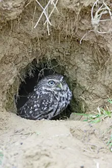 Burrows: Little Owl - emerges from rabbit burrow