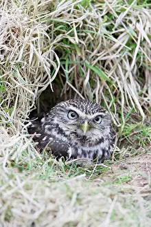 Burrows: Little Owl - emerges from rabbit burrow
