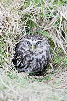 Burrows: Little Owl - emerges from rabbit burrow