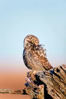 Eyes Closed: Little Owl - with eyes closed