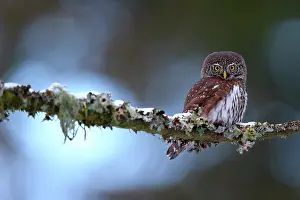 Lorraine: Little Owl (Glaucidium passerinum) on a branch in