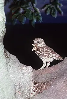 Jack Bailey: LITTLE OWL - with insect prey in beak