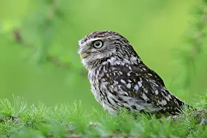 Athene: Little Owl - in larch tree