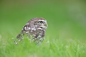 Athene: Little Owl - in long grass
