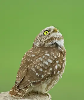 Alarmed: Little Owl - looking alarmed up towards the sky