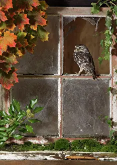 Window: Little owl - looking out of barn window