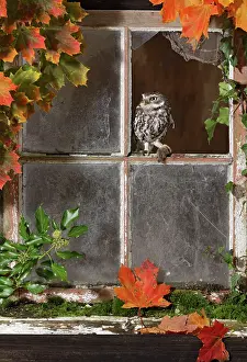 Window: Little owl - with mouse in barn window