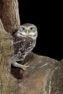 Holes: Little owl - in nest hole