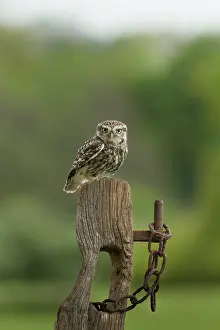 Guy Rogers: Little Owl - on old post - May