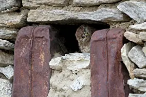 Changpa: Little owl peering from window of seasonally abandoned