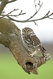 Athene: Little Owl - perched on ash tree