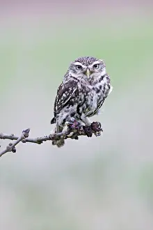 Athene: Little Owl - perched on ash twig