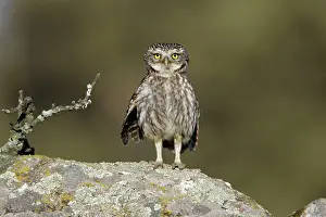 Athene: Little Owl - perched on boulder, alert