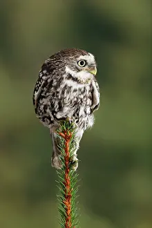 Athene: Little owl - perched on fir top