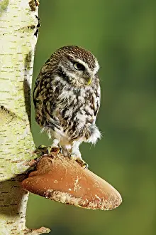 Athene: Little owl - perched on fungus