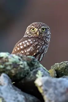 Alentejo: Little Owl - perched on rocks Alentejo, Portugal
