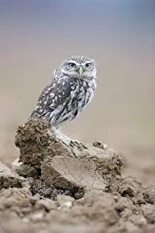 Athene: Little Owl - in ploughed field