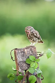 Hawkmoth: Little Owl - on post with Hawkmoth prey